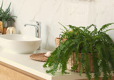 Pflanzen fürs Badezimmer Natur in Bad & Dusche Inhaus Handels GmbH