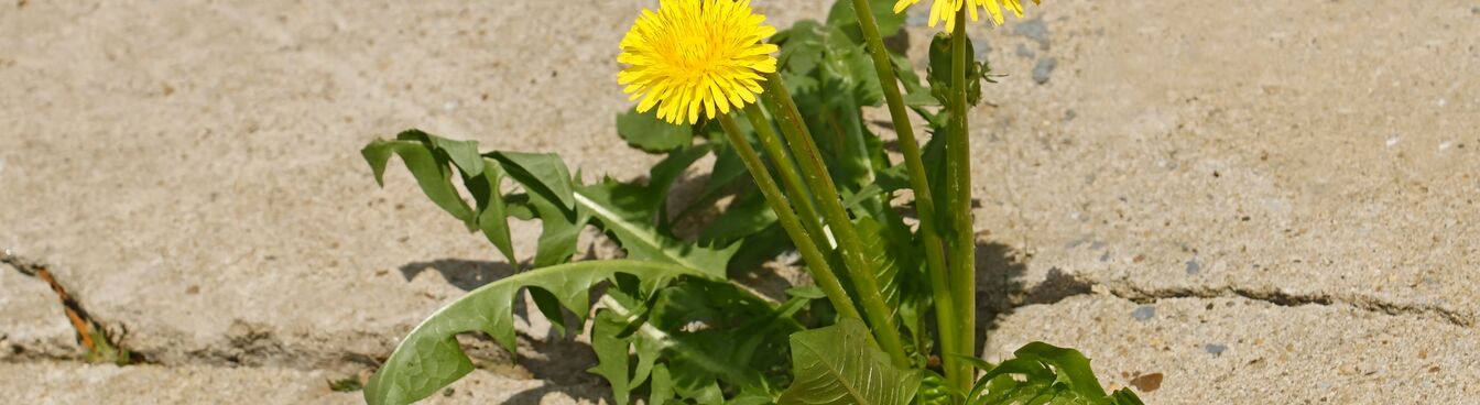 Ein Löwenzahn wächst zwischen Betonplatten. Die Pflanze hat leuchtend gelbe Blüten und gezackte grüne Blätter. Ein Löwenzahn wächst zwischen Betonplatten. Die Pflanze hat leuchtend gelbe Blüten und gezackte grüne Blätter.