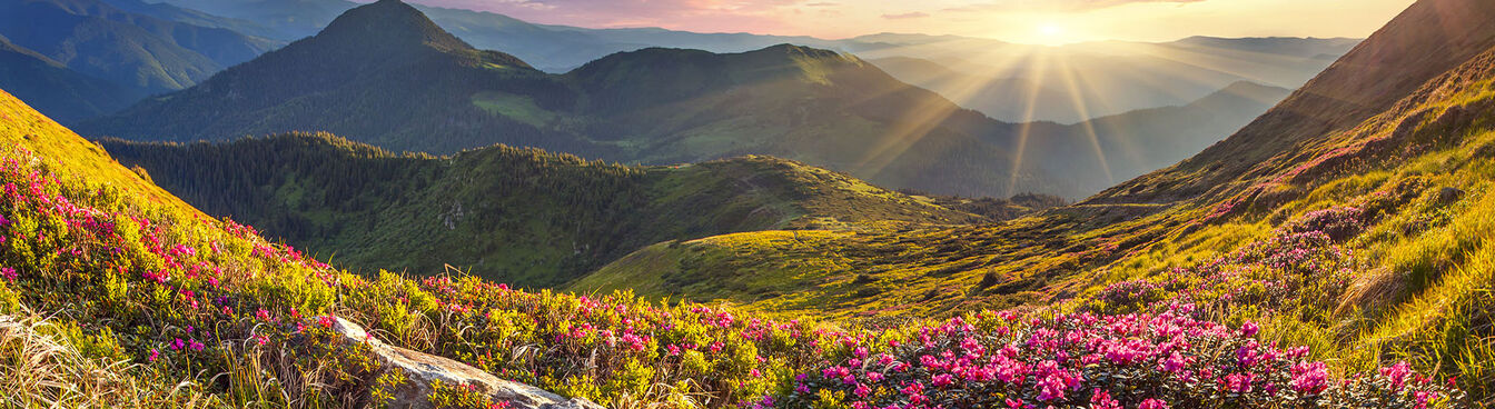 Sonnenaufgang über einer Berglandschaft mit blühenden pinken Blumen im Vordergrund. Die Szenerie ist malerisch und friedlich. Sonnenaufgang über einer Berglandschaft mit blühenden pinken Blumen im Vordergrund. Die Szenerie ist malerisch und friedlich.
