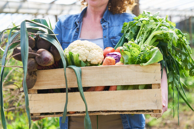 Eine Person trägt eine Holzkiste voller frischem Gemüse, darunter Lauch, Rote Beete, Blumenkohl, Sellerie und Karotten. Die Szene spielt in einem Garten oder Gewächshaus. Eine Person trägt eine Holzkiste voller frischem Gemüse, darunter Lauch, Rote Beete, Blumenkohl, Sellerie und Karotten. Die Szene spielt in einem Garten oder Gewächshaus.