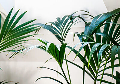 Inhaus_Pflanzen_im_Bad_Palme_Blog_840x590 Inhaus_Pflanzen_im_Bad_Palme_Blog_840x590